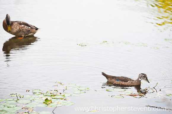 Ducks at Brown's Inlet park prior to wedding ceremony